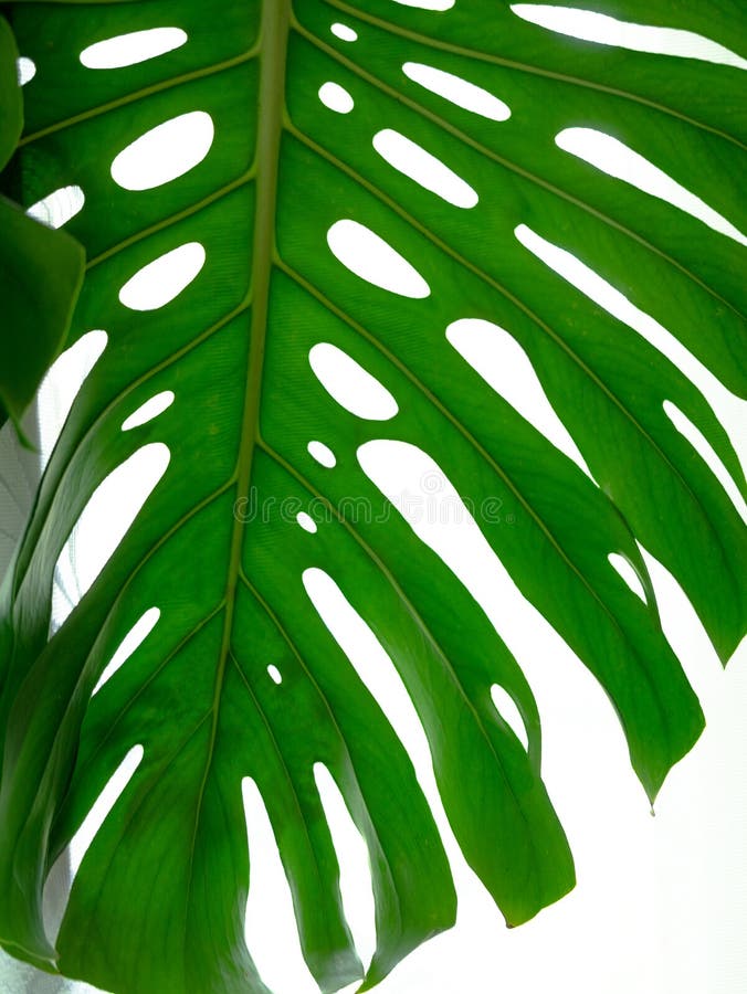 Philodendron tropical real do splitleaf das folhas, monstera nos fundos brancos Conceitos botânicos da natureza Projeto liso da c foto de stock royalty free Philodendron tropical real do splitleaf das folhas, monstera nos fundos brancos Conceitos botânicos da natureza Projeto liso da c foto de stock royalty free