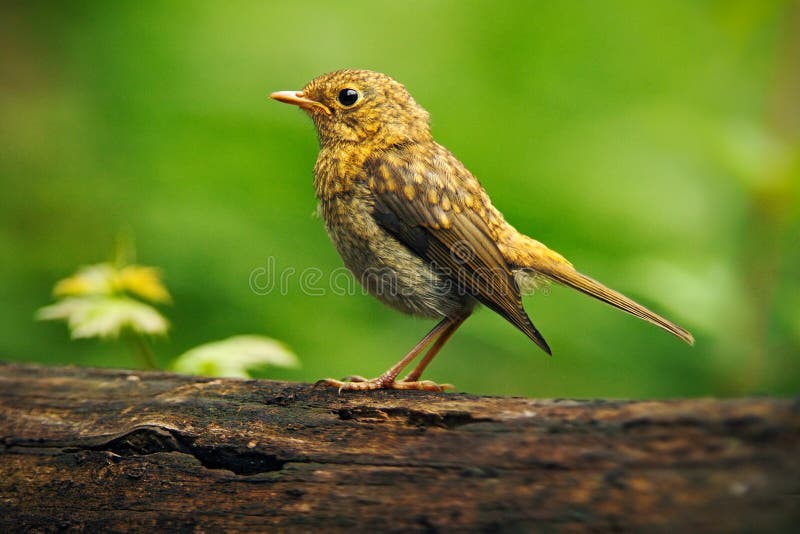 Philomelos del Turdus del tordo de canción en el hábitat de la naturaleza pájaro joven que se sienta en la rama de árbol Pájaro e fotos de archivo Philomelos del Turdus del tordo de canción en el hábitat de la naturaleza pájaro joven que se sienta en la rama de árbol Pájaro e fotos de archivo