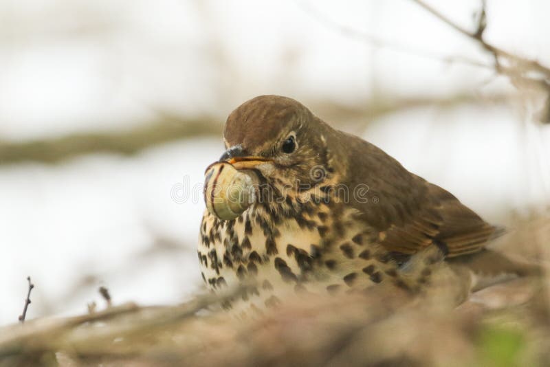 Philomelos Turdus молочницы песни с улиткой в своем клюве Оно ударяло его крепко против камня так, что оно сможет сломать его op стоковые фотографии rf Philomelos Turdus молочницы песни с улиткой в своем клюве Оно ударяло его крепко против камня так, что оно сможет сломать его op стоковые фотографии rf