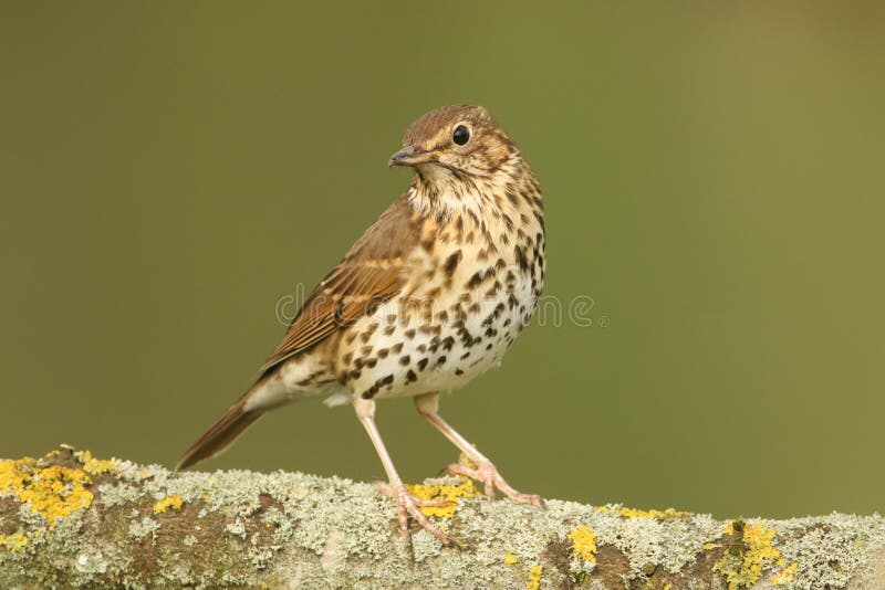Philomelos van een het overweldigen Zanglijsterturdus streken op een korstmos behandelde tak neer royalty-vrije stock fotografie Philomelos van een het overweldigen Zanglijsterturdus streken op een korstmos behandelde tak neer royalty-vrije stock fotografie
