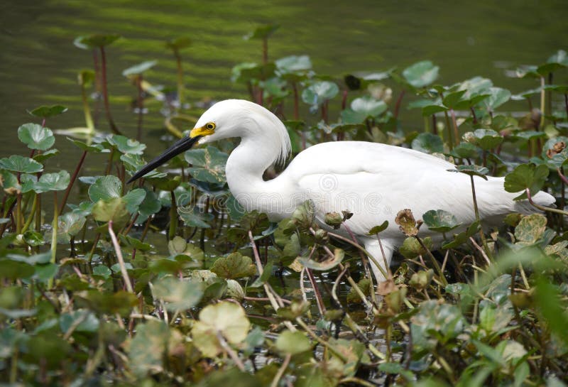 Snowy Egret fishing in the pond at Phinizy Swamp Nature Center, Augusta, Georgia USA