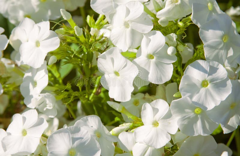 Phlox blanc photos libres de droits