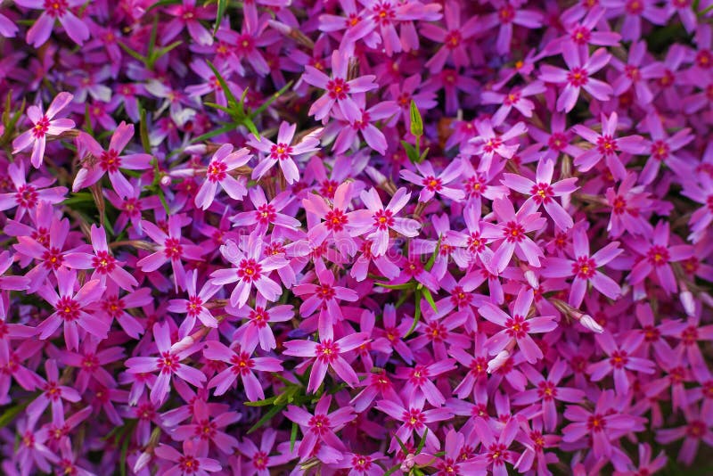 Phlox de rampement de subulata de phlox, phlox de mousse, rose de mousse images libres de droits Phlox de rampement de subulata de phlox, phlox de mousse, rose de mousse images libres de droits