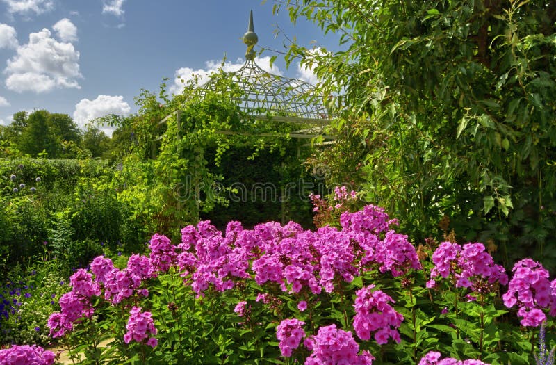 Phlox flower in English garden