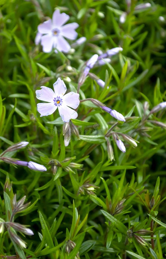 Phlox Flowers Bloom in Spring. Small Flowers and Phlox Buds. Purple ...