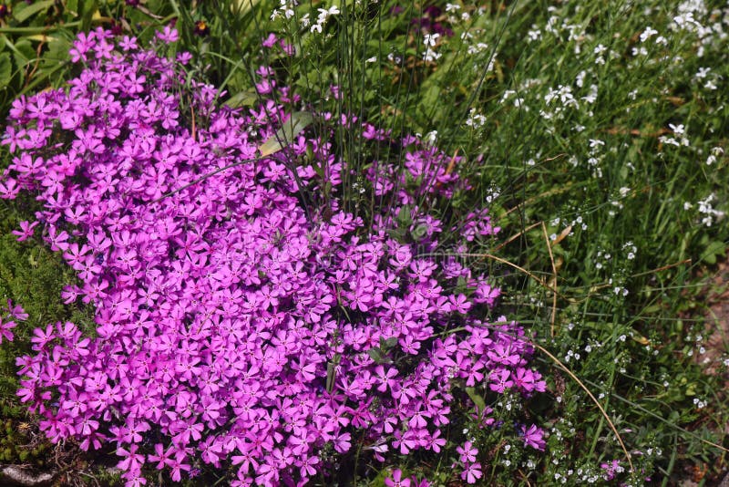 Phlox subulata Fort Hill purpurowy dywan kwiatów 2 fotografia royalty free