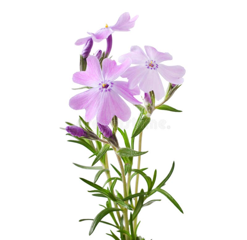 Moss phlox, Rock pink isolated on white background. Moss phlox, Rock pink isolated on white background