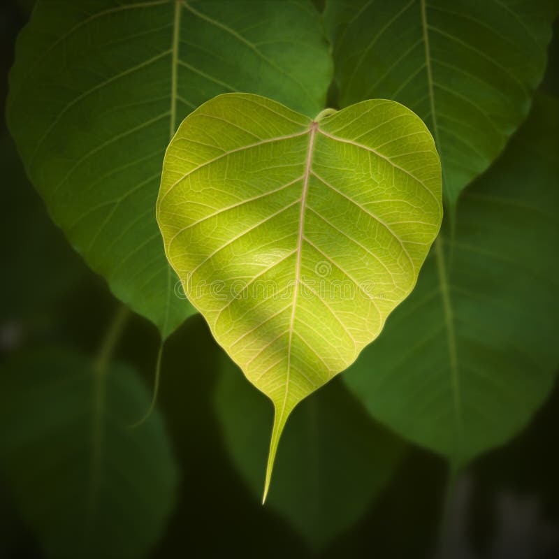 Pho ή bodhi διανυσματική απεικόνιση Pho ή bodhi διανυσματική απεικόνιση