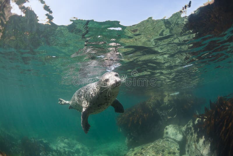 Phoca largha Larga Seal, Spotted Seal