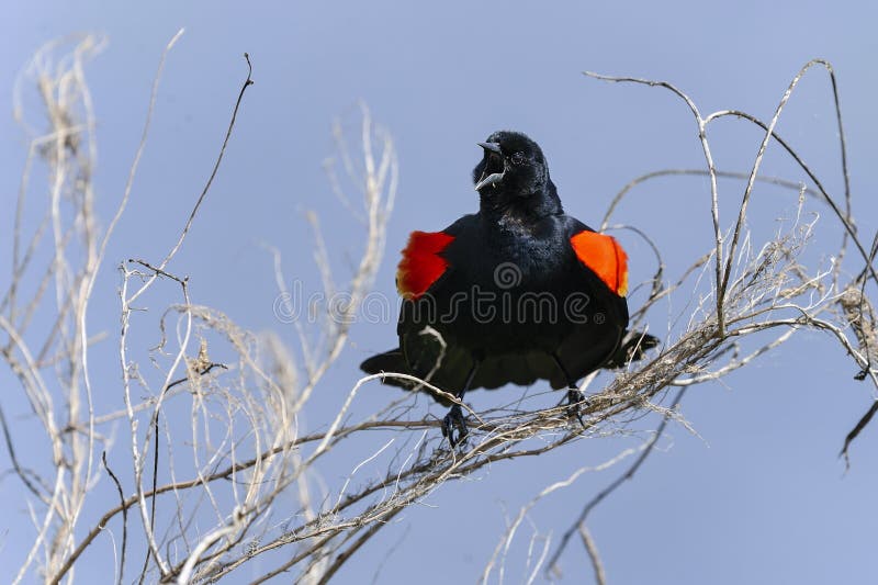 Agelaius phoeniceus, peitava-de-ombro-vermelho fotografia de stock