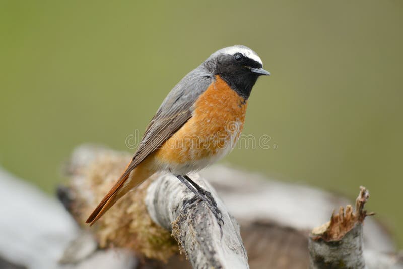 Phoenicurus phoenicurus - Common redstart