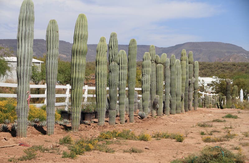 Phoenix/Arizona Desert Plant Nursery Mature Saguaro Cacti for Sale