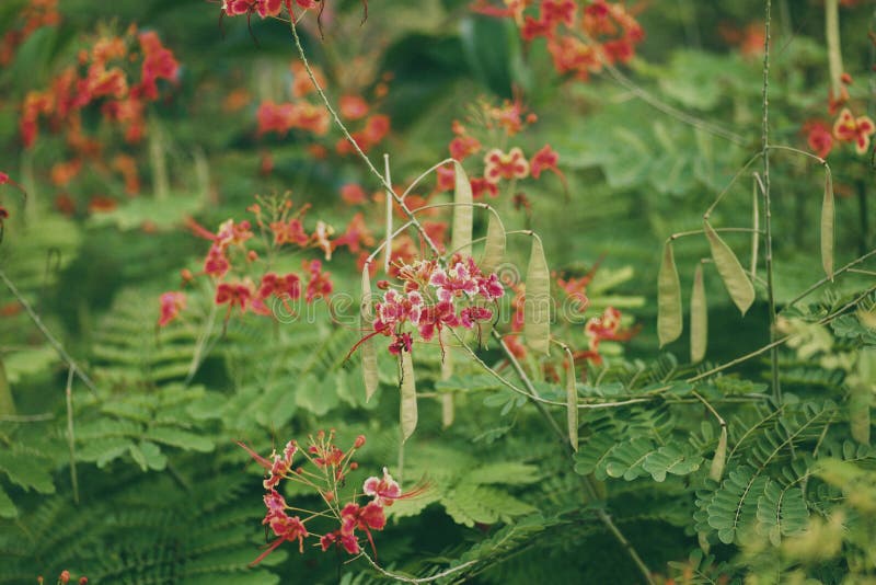 Phoenix flowers stock image. Image of canyon, design 93520365
