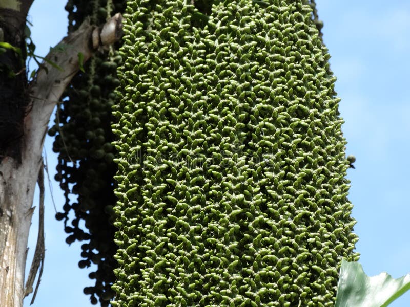 Phoenix roebelenii known as the dwarf or pygmy date palm stock photo