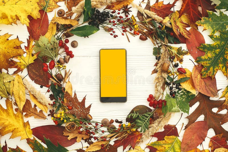 Phone with empty yellow screen in autumn wreath of fall leaves, red berries, acorns, anise, nuts, autumn flowers on white wood. stock photo Phone with empty yellow screen in autumn wreath of fall leaves, red berries, acorns, anise, nuts, autumn flowers on white wood. stock photo