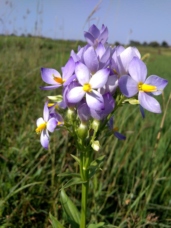 Phool kar di Sundar del khet di Dhan immagini stock libere da diritti Phool kar di Sundar del khet di Dhan immagini stock libere da diritti