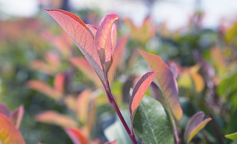 The Fraser Photinia Little Red Robin, beautiful floral background. The Fraser Photinia Little Red Robin, beautiful floral background