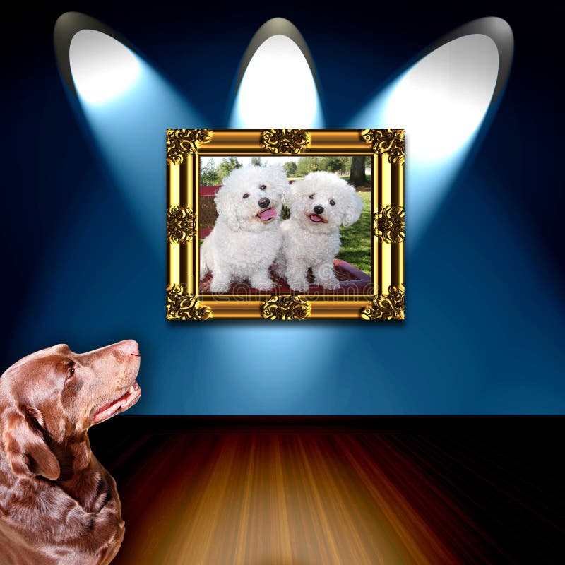 Photo admirative de crabot de crabot photo libre de droits Photo admirative de crabot de crabot photo libre de droits