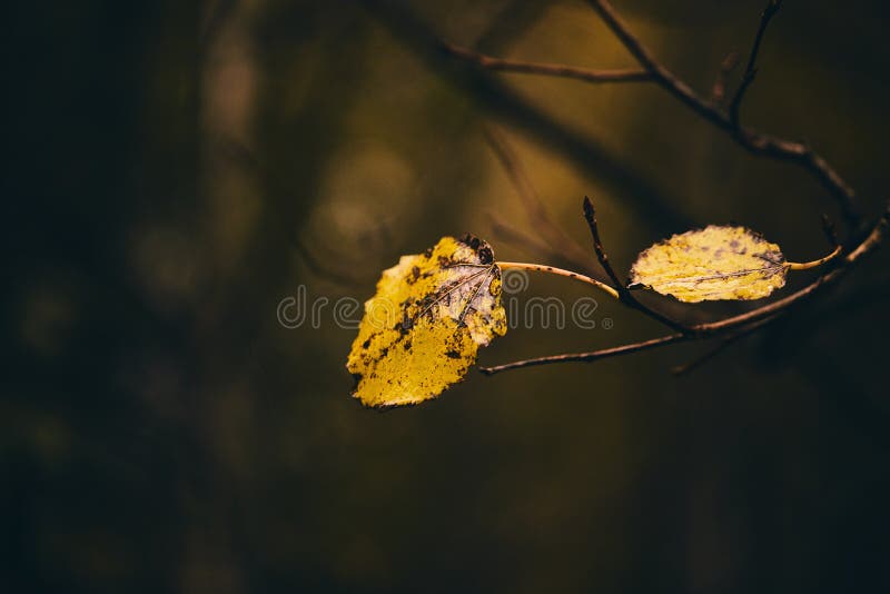 Photo of aspen leaves on a tree. Stylized as analog gained photo. Golden autumn. Warm brown and dark background. stock photography Photo of aspen leaves on a tree. Stylized as analog gained photo. Golden autumn. Warm brown and dark background. stock photography