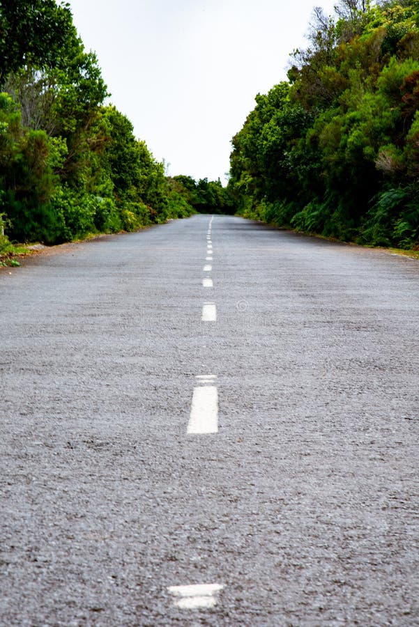 Photo of Asphalt Road. Road in the Forest Stock Photo - Image of grass,  transport: 174317970