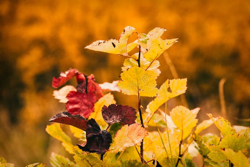 Photo of autumn leaves on a tree. Golden autumn. Bright red, yellow, orange background. royalty free stock photography Photo of autumn leaves on a tree. Golden autumn. Bright red, yellow, orange background. royalty free stock photography