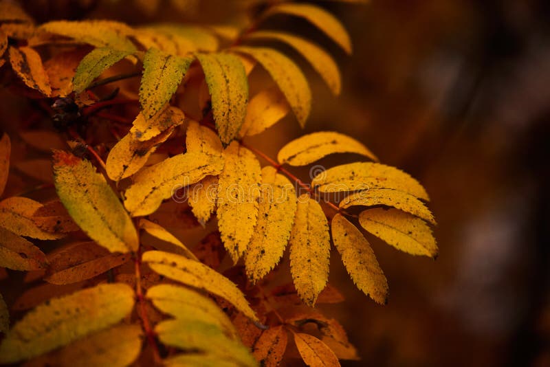 Photo of autumn leaves on a tree. Golden autumn. Bright red, yellow, orange background stock images Photo of autumn leaves on a tree. Golden autumn. Bright red, yellow, orange background stock images