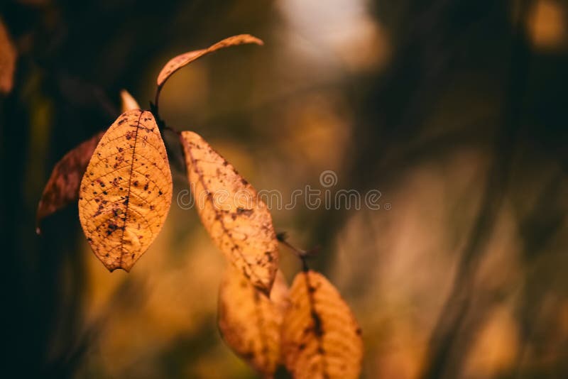 Photo of autumn leaves on a tree. Golden autumn. Bright red, yellow, orange background. royalty free stock photo Photo of autumn leaves on a tree. Golden autumn. Bright red, yellow, orange background. royalty free stock photo