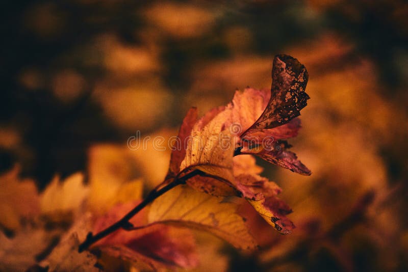 Photo of autumn leaves on a tree. Stylized as analog gained photo. Golden autumn. Bright red, yellow, orange background royalty free stock image Photo of autumn leaves on a tree. Stylized as analog gained photo. Golden autumn. Bright red, yellow, orange background royalty free stock image