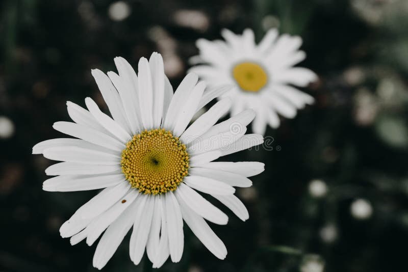 Photo with color inversion. Black and white daisies with a yellow center. Two white Garden camomiles close-up on a blurry black and white garden background with yellow flower centers. Photo with color inversion. Black and white daisies with a yellow center. Two white Garden camomiles close-up on a blurry black and white garden background with yellow flower centers