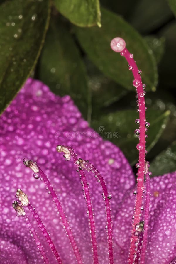 Azalea Stamen and pistils of flower close up - Macro photo of stamens and flower pistils in detail. Photo of Azalea Stamen and pistils of flower close up - Macro royalty free stock image Azalea Stamen and pistils of flower close up - Macro photo of stamens and flower pistils in detail. Photo of Azalea Stamen and pistils of flower close up - Macro royalty free stock image