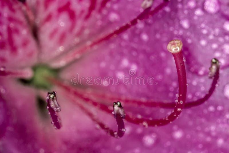 Azalea Stamen and pistils of flower close up - Macro photo of stamens and flower pistils in detail. Photo of Azalea Stamen and pistils of flower close up - Macro royalty free stock photo Azalea Stamen and pistils of flower close up - Macro photo of stamens and flower pistils in detail. Photo of Azalea Stamen and pistils of flower close up - Macro royalty free stock photo