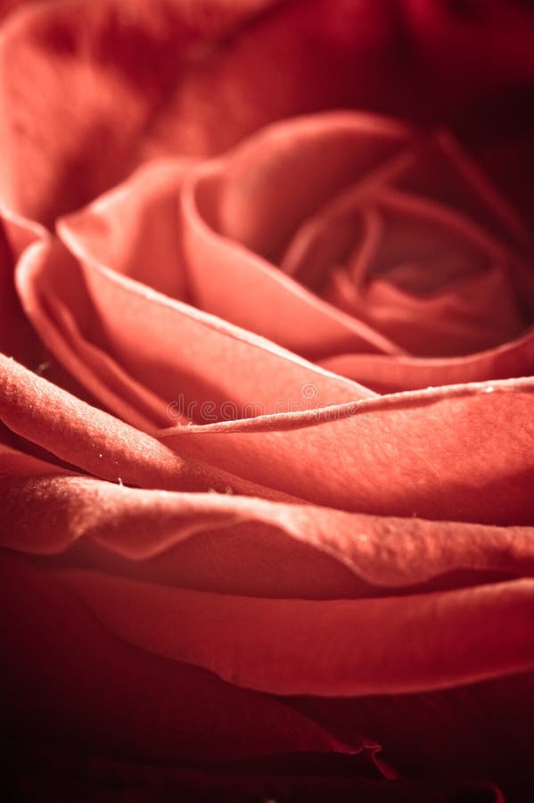 Photo Of Beautiful Rose With Water Drops