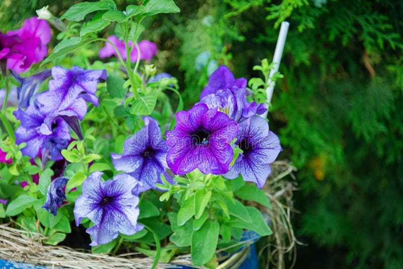 Photo of beautiful summer flower. Background of flower in summer garden