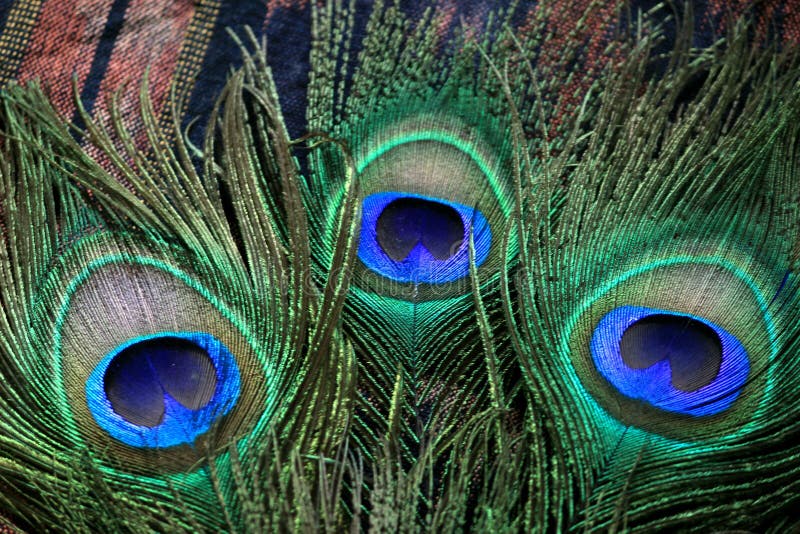 Beautiful peacock feather stock image. Image of wildlife - 206234331