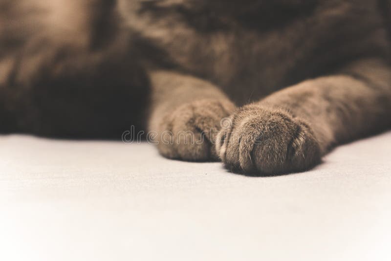 Photo Of Black And Brown Cat Paw Picture. Image: 109920170