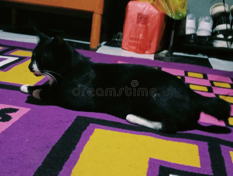 photo of a black and white Angora crossbreed cat sitting next to me who is eating dinner