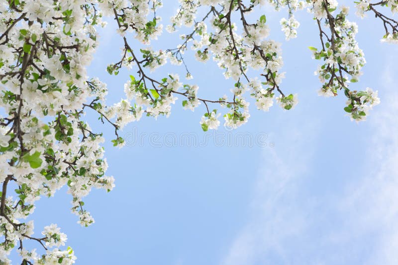 Photo of a Blossoming Apple Tree Against the Blue Sky. Spring White