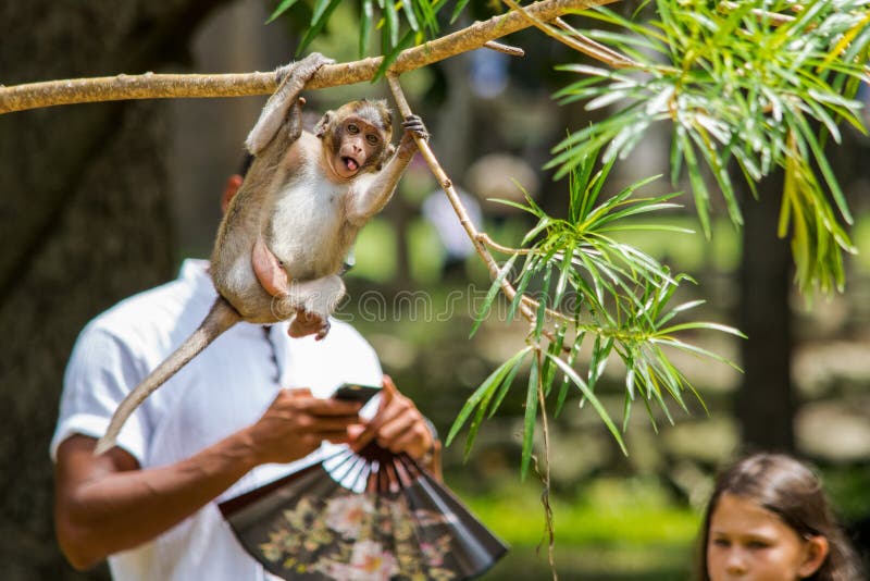 Photo-bombed by a monkey