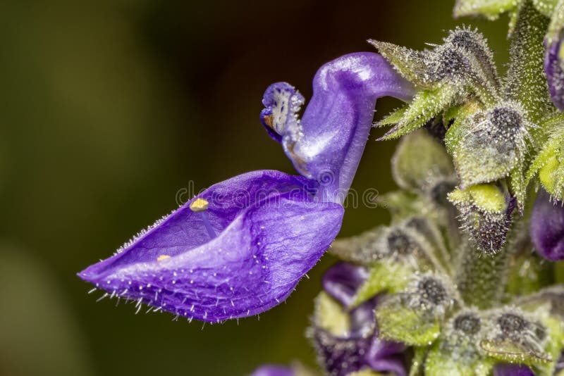 Brazilian Boldo Flower - Plectranthus Barbatus Flower Stock Photo - Image  of green, detail: 117740964