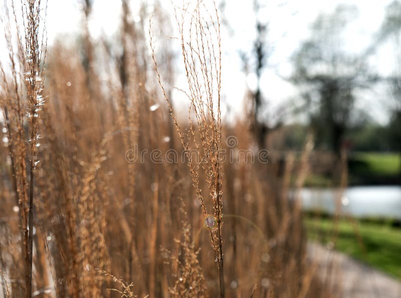 Photo Of Brown Grass Field Picture. Image 109908395