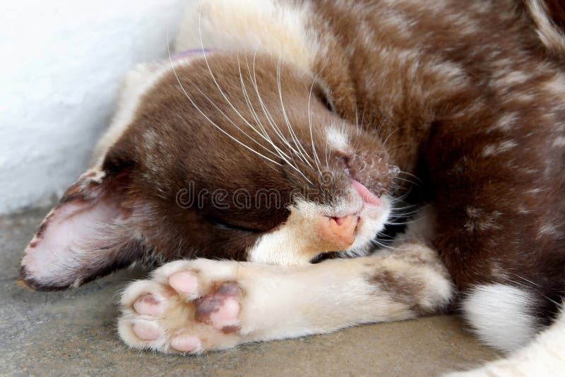 Photo of a Cat Sleeps on the Floor Stock Photo Image of neighborhood