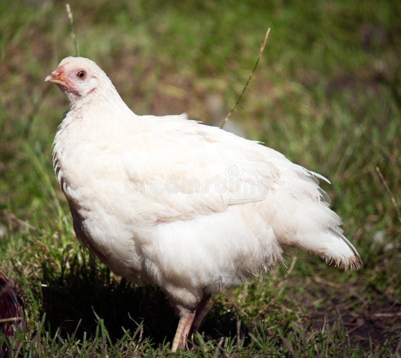 Photo of a Chicken royalty free stock photography