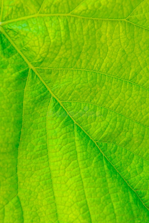 Photo of Close Up Green Vine Leaf Texture Stock Image Image of botany