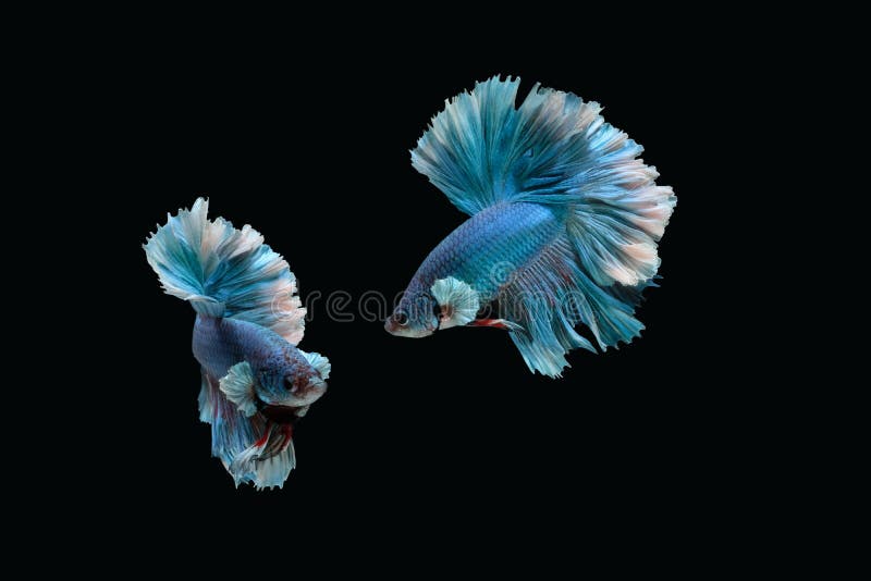 Photo collage of blue rose tail halfmoon type of betta splendens siamese fighting fish isolated on black color background. Image