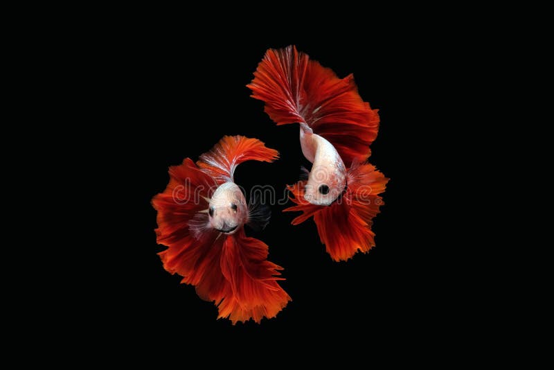 Photo Collage Betta Siamese Fighting Fish: Bạn đang tìm kiếm hình ảnh độc đáo về cá betta sa mạc? Photo Collage Betta Siamese Fighting Fish cung cấp cho bạn những tấm ảnh độc đáo và đẹp mắt về loại cá này. Những hình ảnh tuyệt vời và sáng tạo này sẽ đem lại sự mới lạ và thú vị cho điện thoại của bạn. Hãy xem ngay hình ảnh liên quan để tận hưởng lòng đam mê về cá betta!