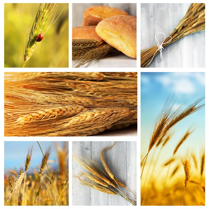 Wheat