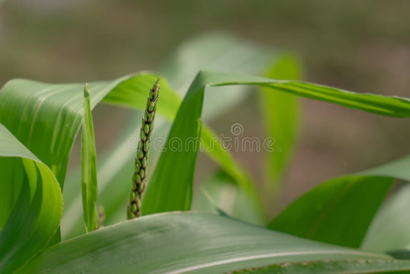 The Tassel of Corn Plant Zea Mays Stock Photo Image of farming
