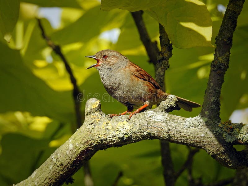 British dunnock bird singing in tree top