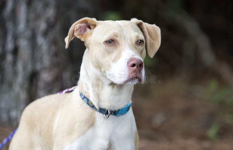 Photo D Adoption De Chiot De Race De Melange De Labrador Pitbull Photo Stock Image Du Adoption Animal Photo D Adoption De Chiot De Race De Melange De Labrador Pitbull Photo Stock Image Du Adoption Animal