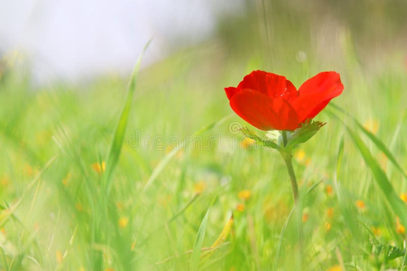photo d'angle faible de pavot rouge dans le domaine vert images libres de droits photo d'angle faible de pavot rouge dans le domaine vert images libres de droits